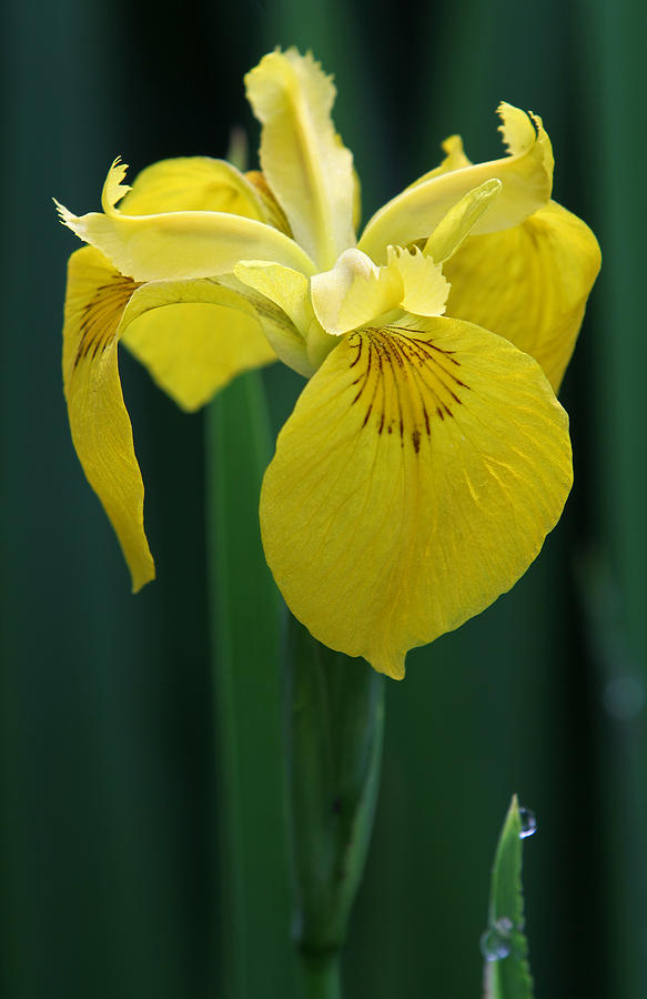 Yellow Iris Floral Photograph by Juergen Roth