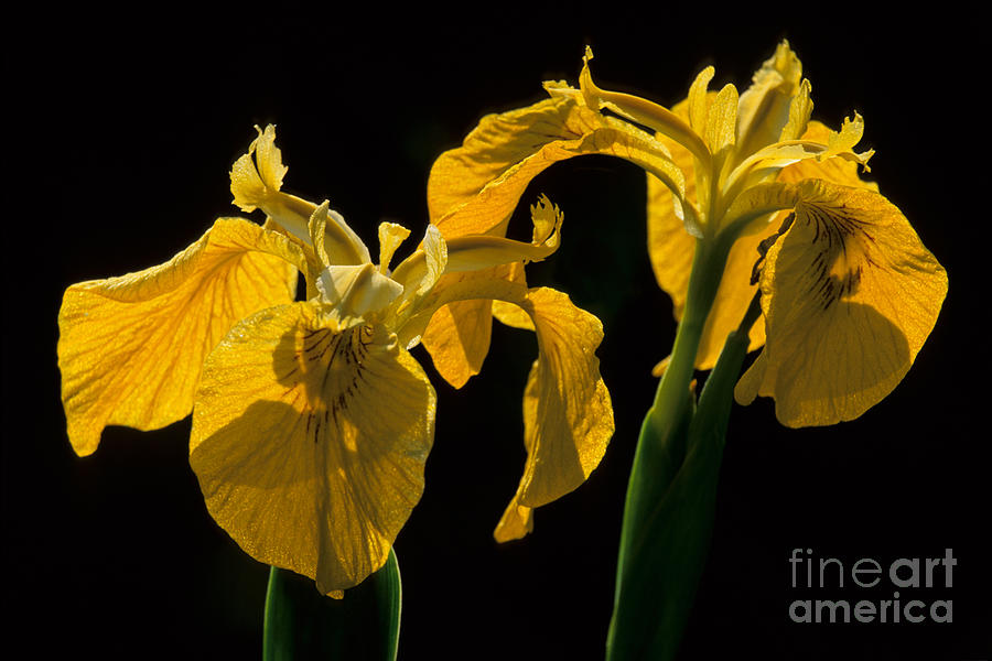 Yellow Iris Flowers Photograph by Chris Scroggins