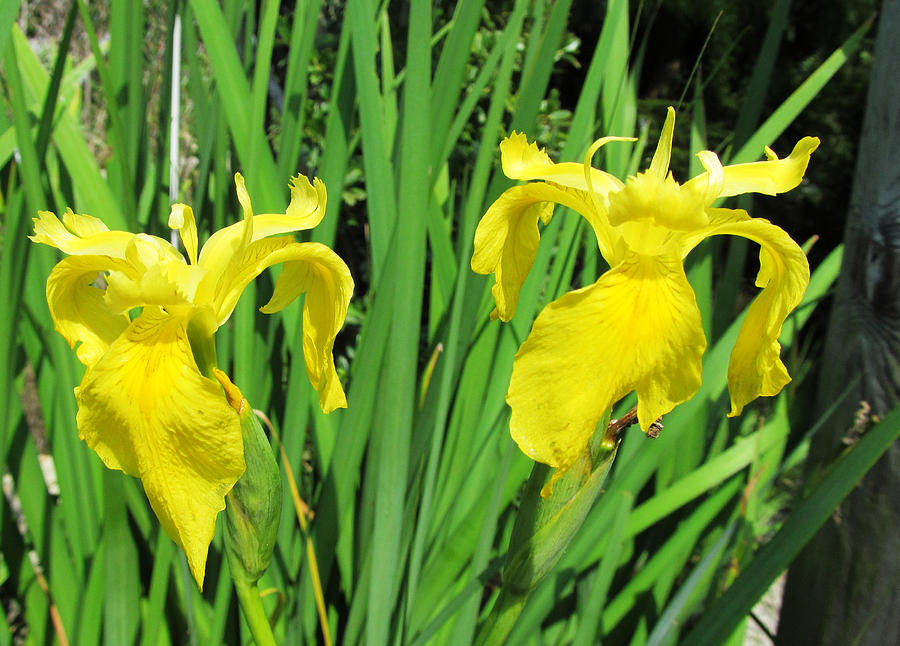 Yellow Iris Flowers Photograph by Tom Hefko