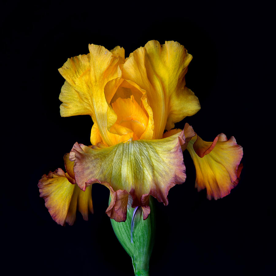 Yellow Iris Photograph by Floyd Hopper