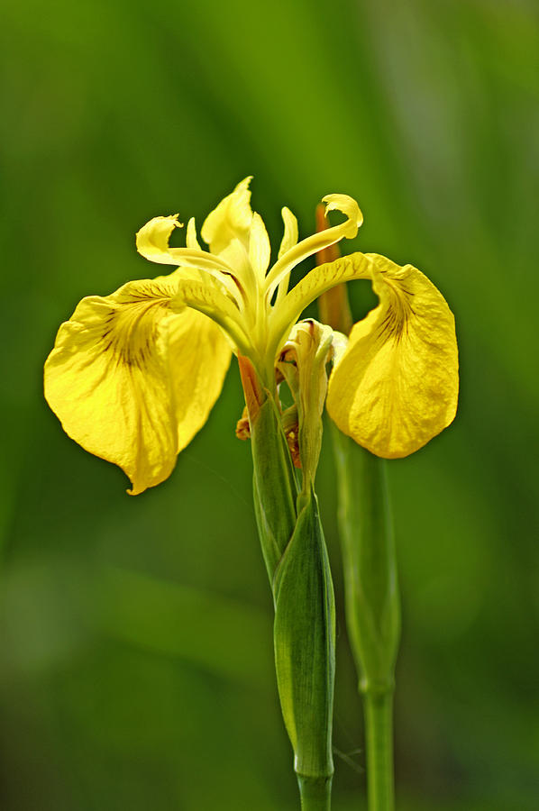 Yellow Iris - Iris pseudacorus Photograph by Rod Johnson