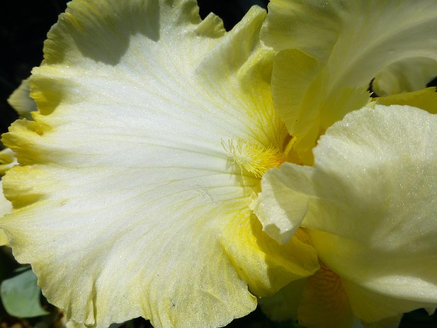 Yellow Iris Photograph by Jennifer Wheatley Wolf