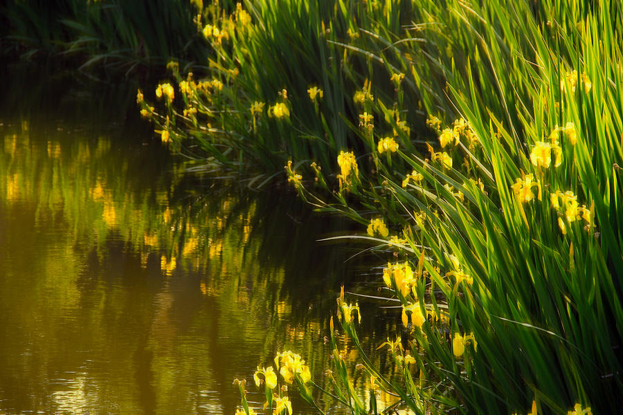 Yellow Iris Photograph by Jim Vance