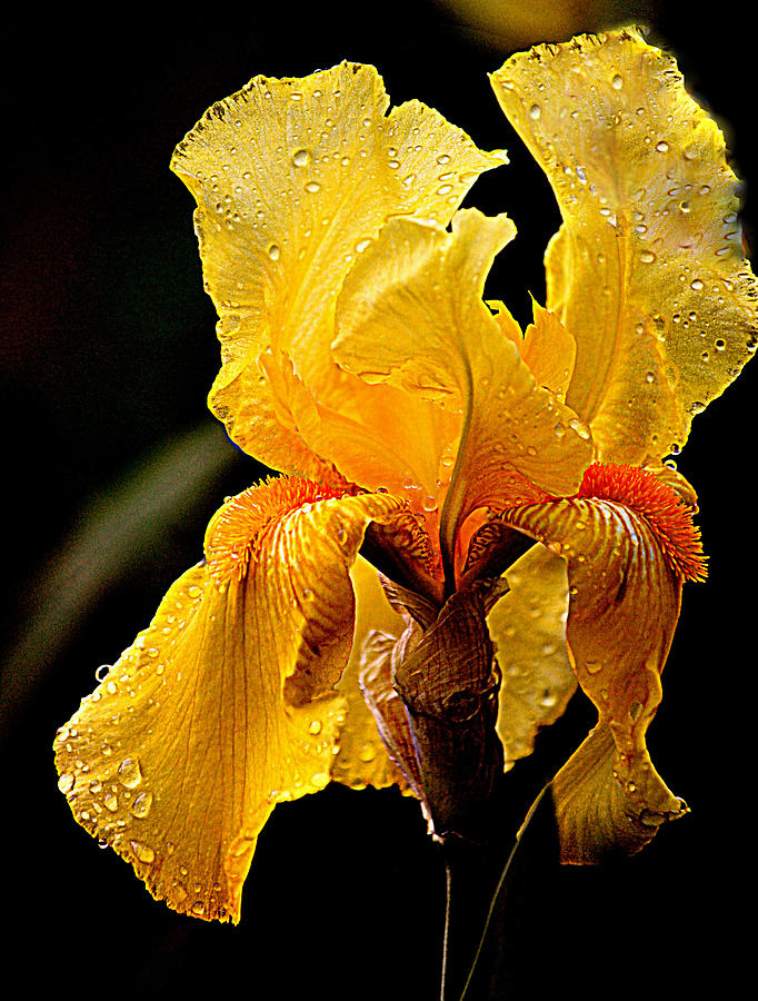 Yellow Iris Photograph by Joan Han