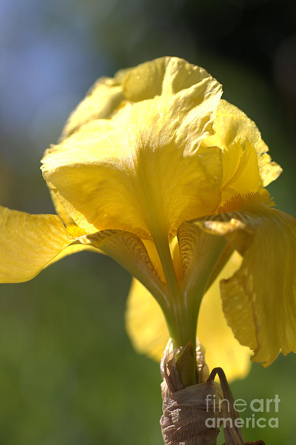 Iris Photograph - Yellow Iris by Joy Watson