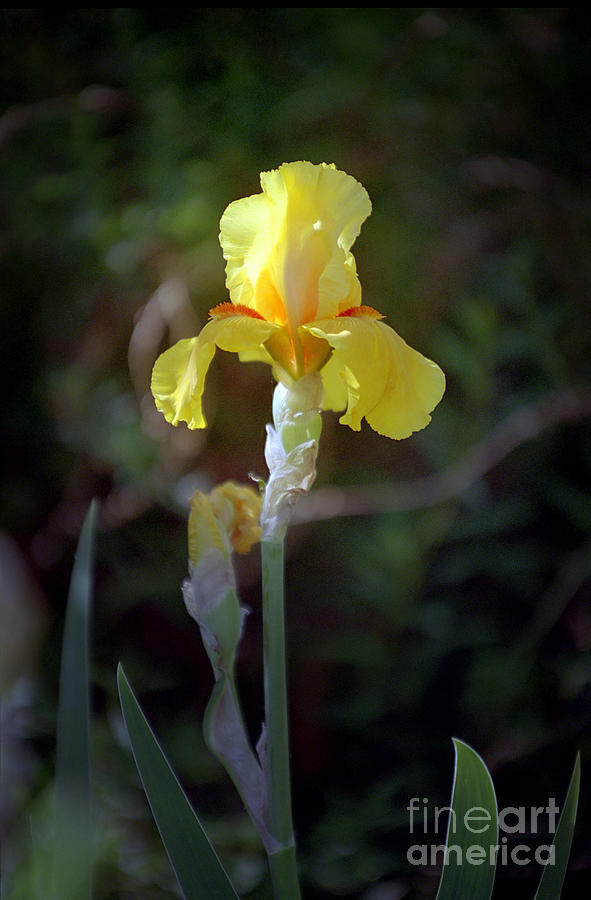 Yellow Iris Photograph by Kathy McClure