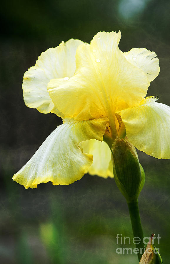 Yellow Iris Photograph by Lee Craig
