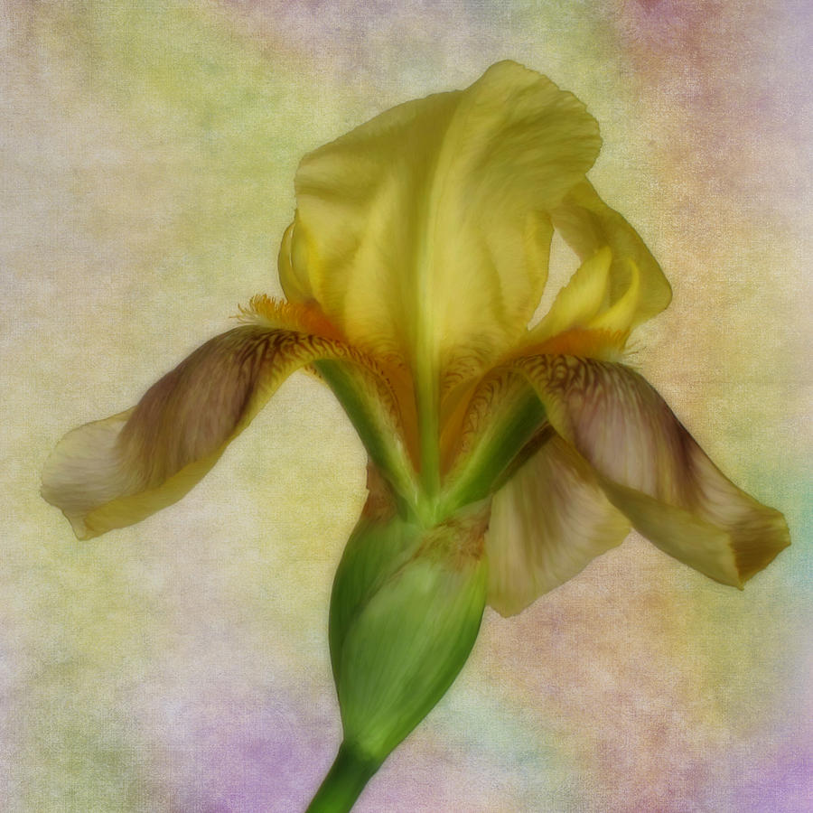 Yellow Iris Number One Photograph by David and Carol Kelly