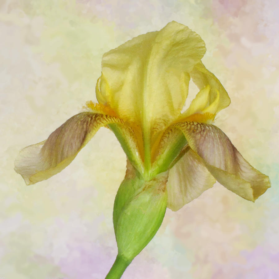 Yellow Iris Number Two Photograph by David and Carol Kelly