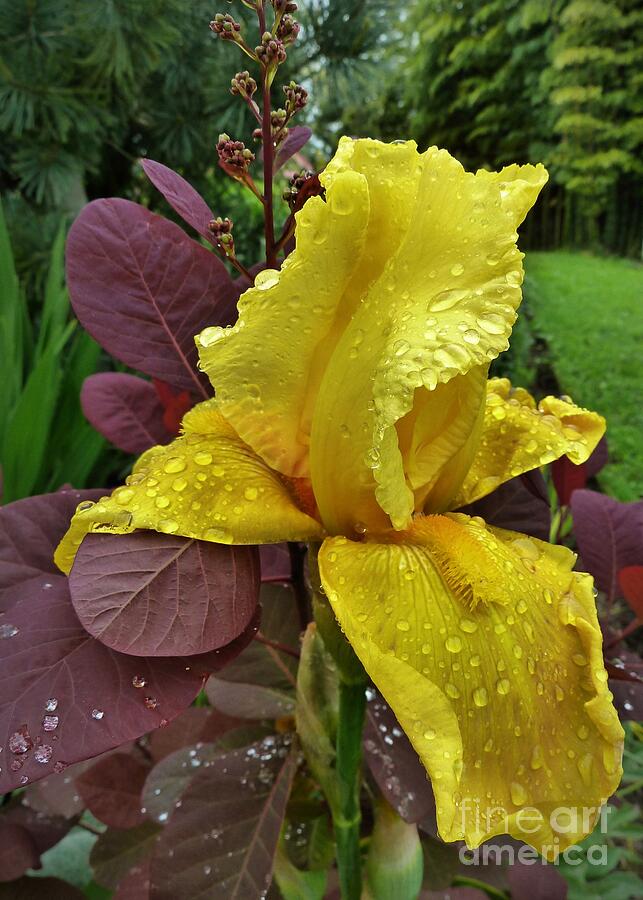 Yellow Iris Photograph by Patricia Strand