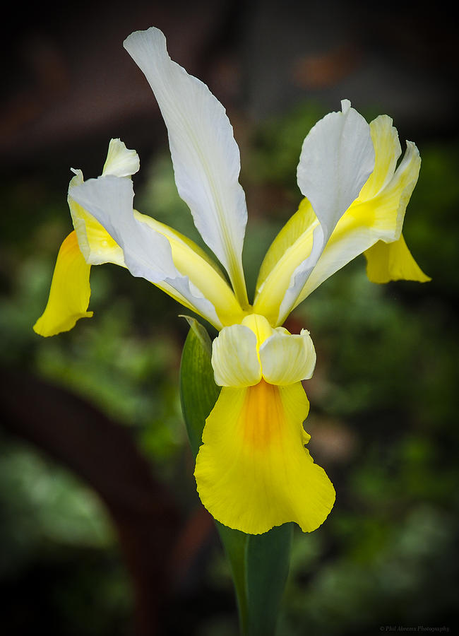 Yellow Iris Photograph by Phil Abrams