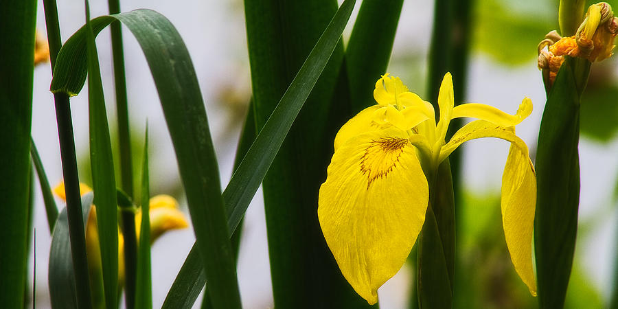 Yellow iris Photograph by Roberto Pagani