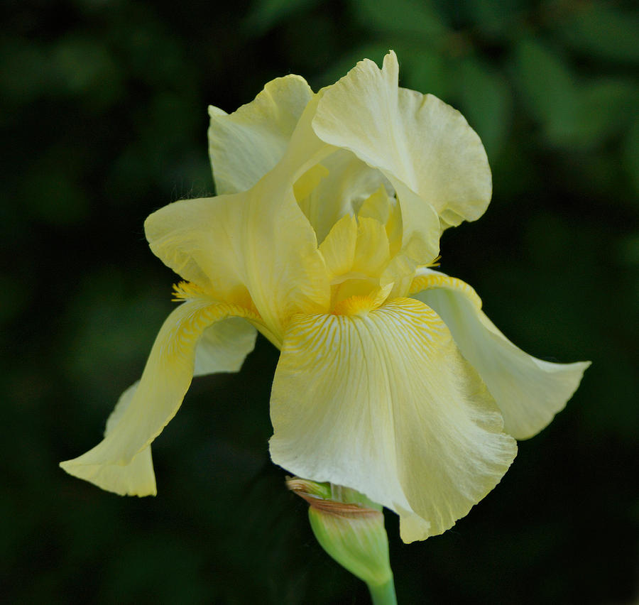 Yellow Iris Photograph by Sandy Keeton