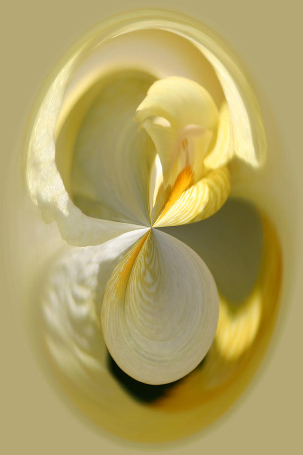 Yellow Iris Series 105 Photograph by Jim Baker