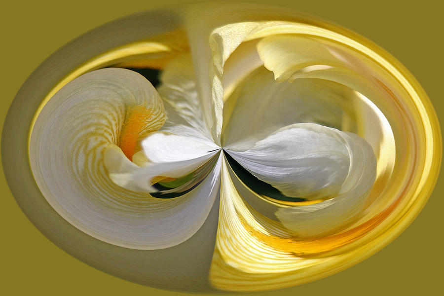 Yellow Iris Series 106 Photograph by Jim Baker