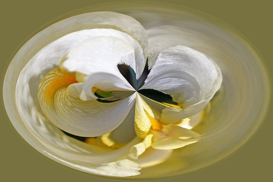 Yellow Iris Series 107 Photograph by Jim Baker