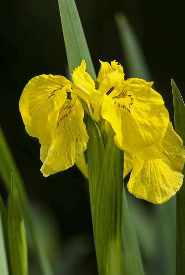Yellow Iris Photograph by Sonya Lang