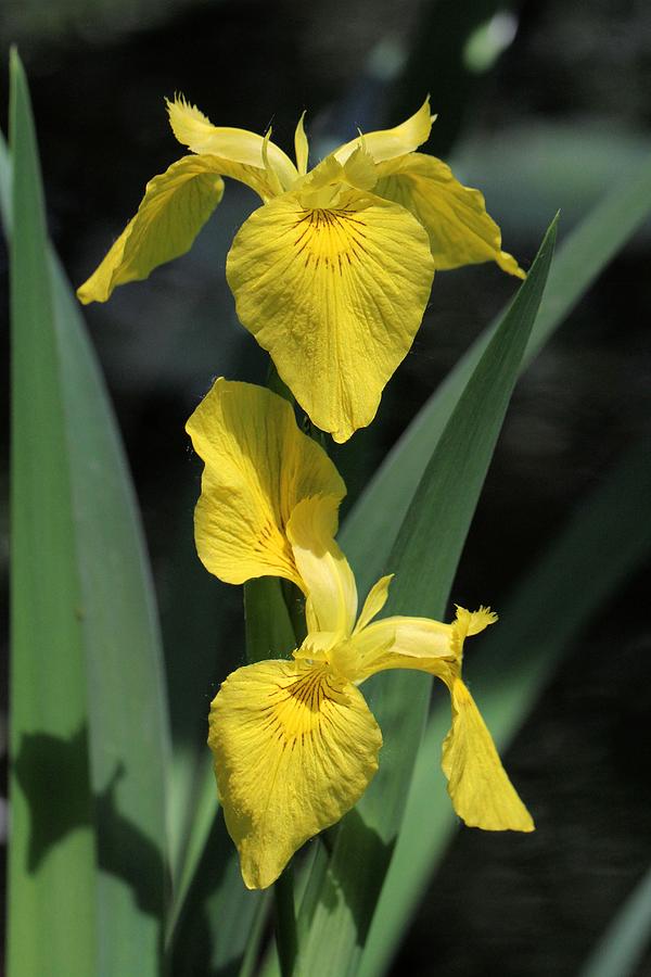 Yellow Irises Photograph by Doris Potter