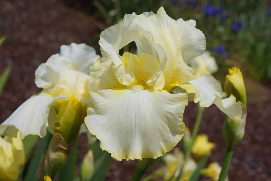 Yellow Irises Flowers Art Prints Garden Photograph