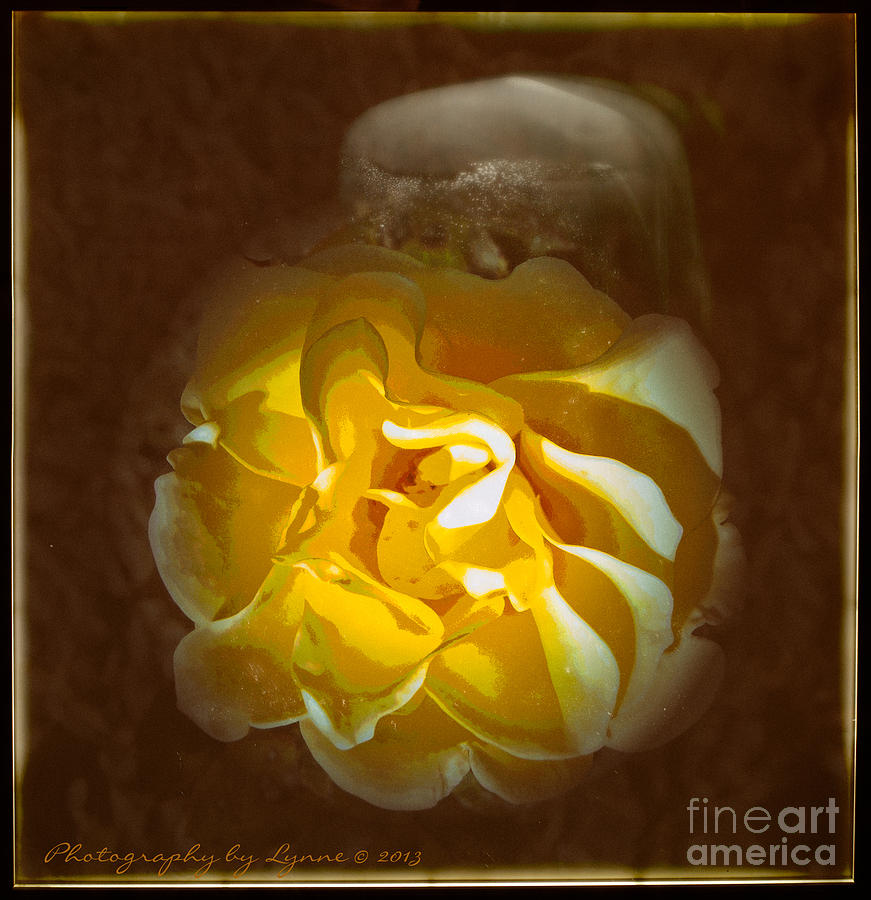 Lily Photograph - Yellow is Beautiful by Gena Weiser