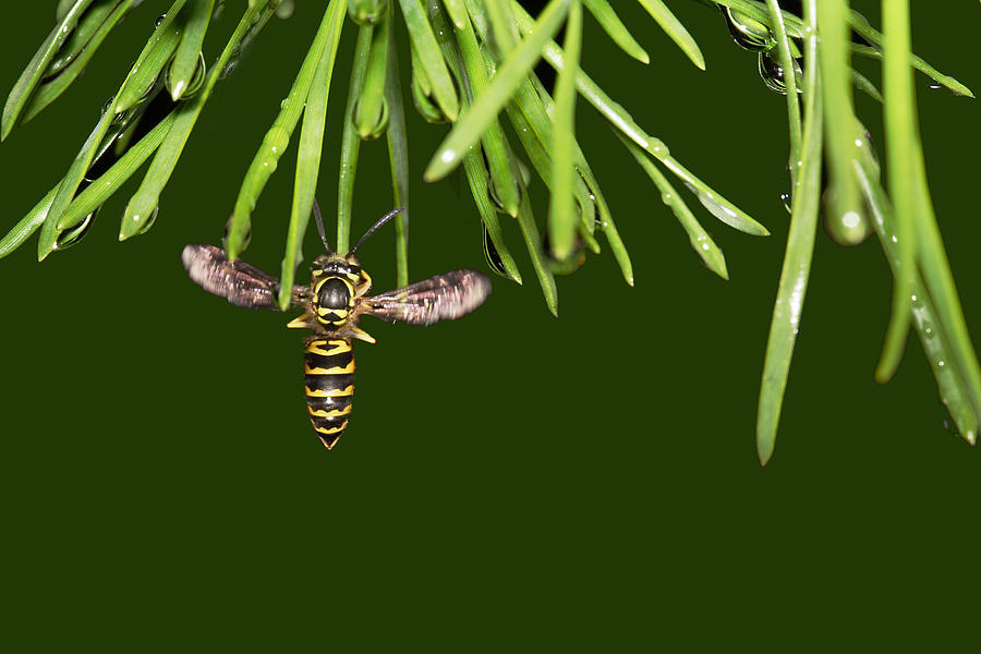 Yellow Jacket At Pine Needles With Raindrops Photograph by Daniel Reed