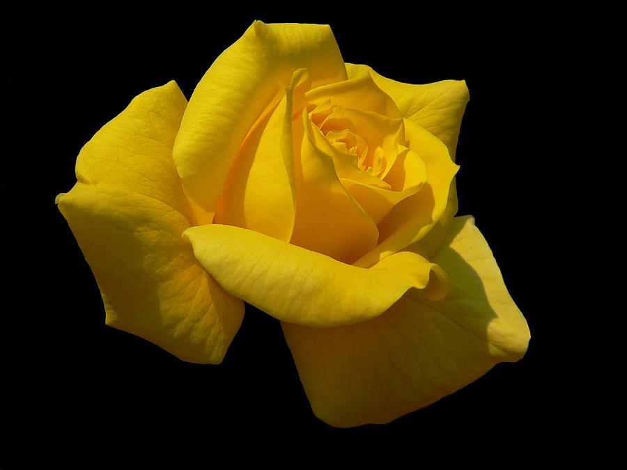 Rose Photograph - Yellow Jacket by Doug Norkum