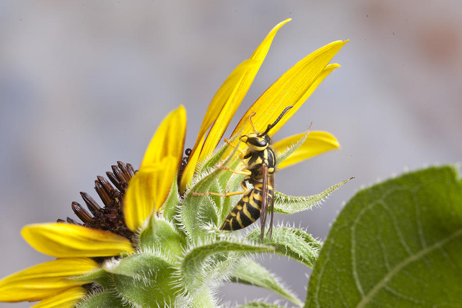 Yellow Jacket on Sunflower Photograph by Robert Camp