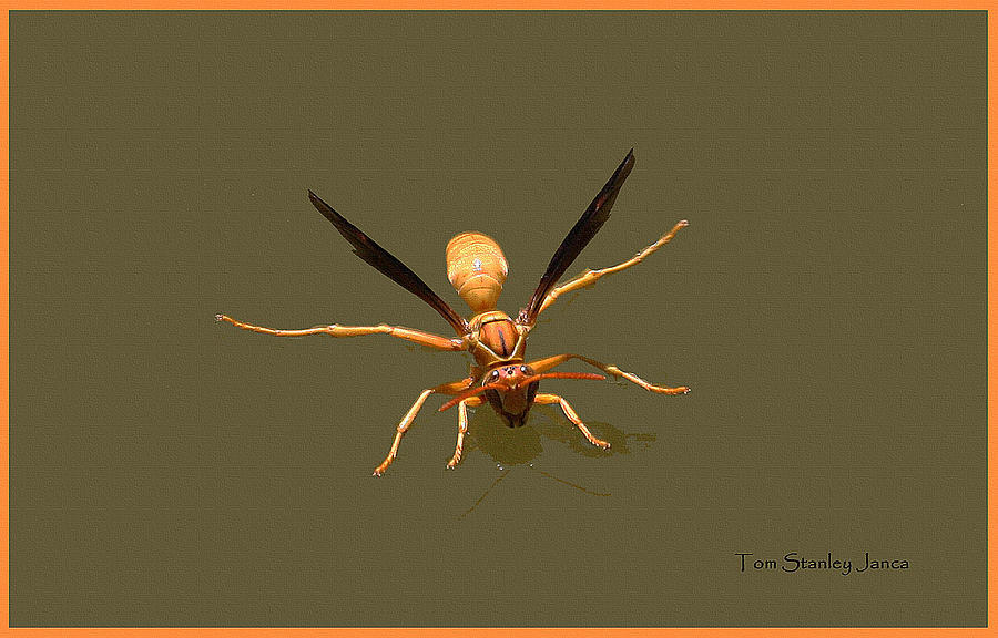 Yellow Jacket Wasp Photograph by Tom Janca