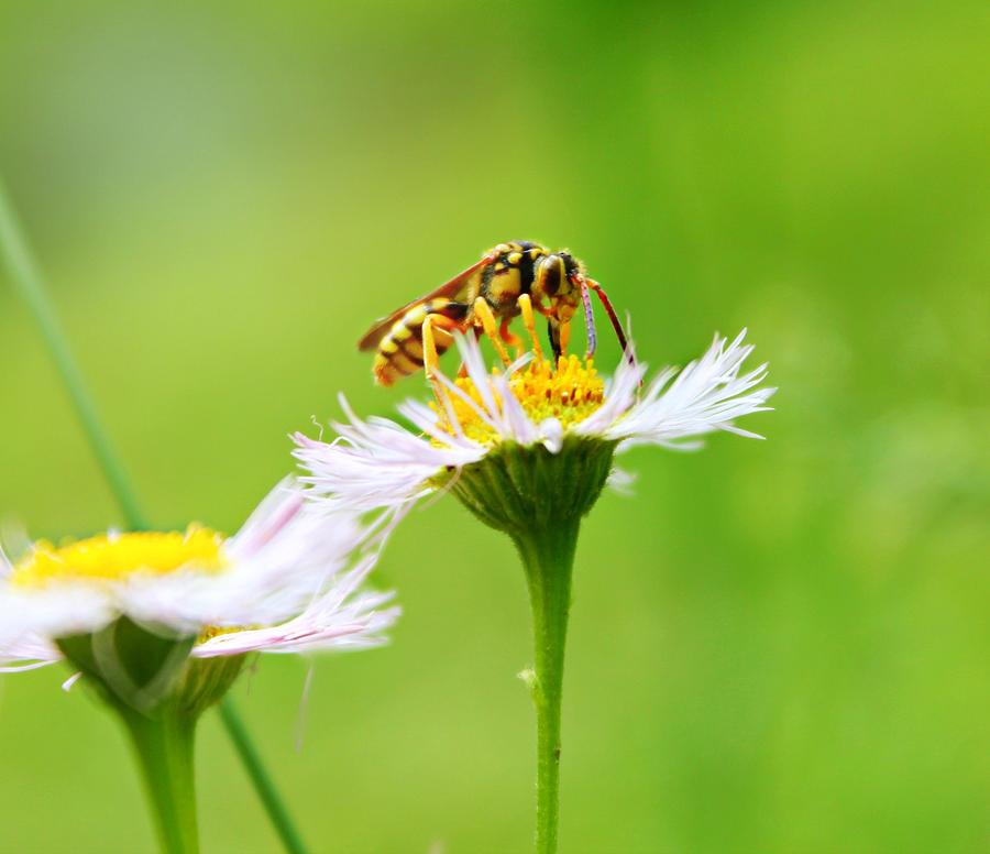 Insects Photograph - Yellow Jacket Wildflower by Candice Trimble