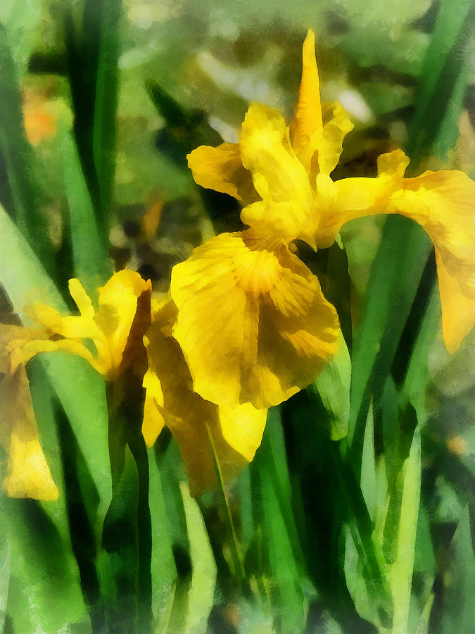 Yellow Japanese Irises Photograph by Susan Savad