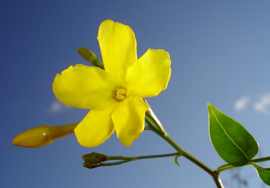 Yellow Jasmine Flower and Bud Against Blue Sky Photograph by Taiche Acrylic Art