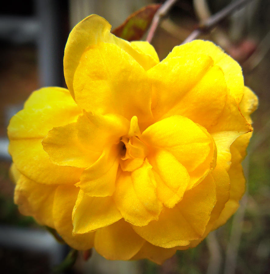 Yellow Jasmine Flower Photograph by Pete Trenholm