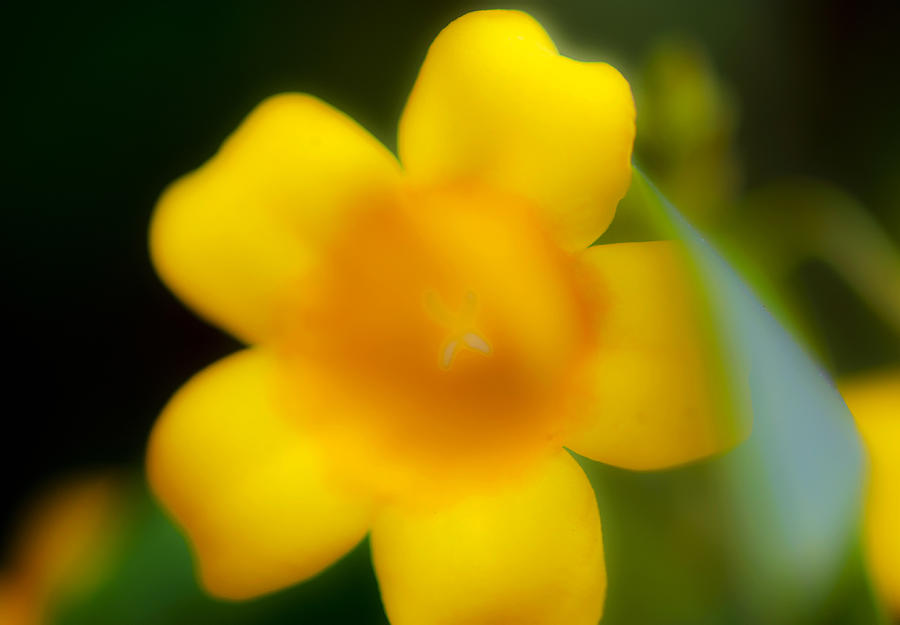 Yellow Jasmine I Photograph by Stephen Anderson