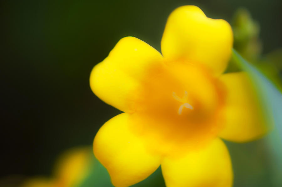 Yellow Jasmine II Photograph by Stephen Anderson