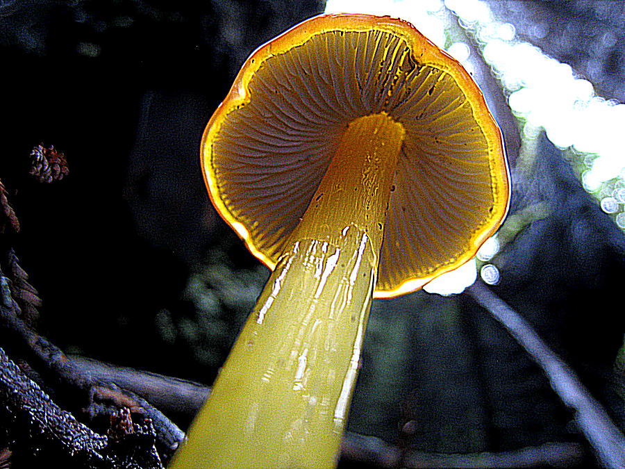 Yellow Mushroom In The Redwoods Photograph by John King I I I