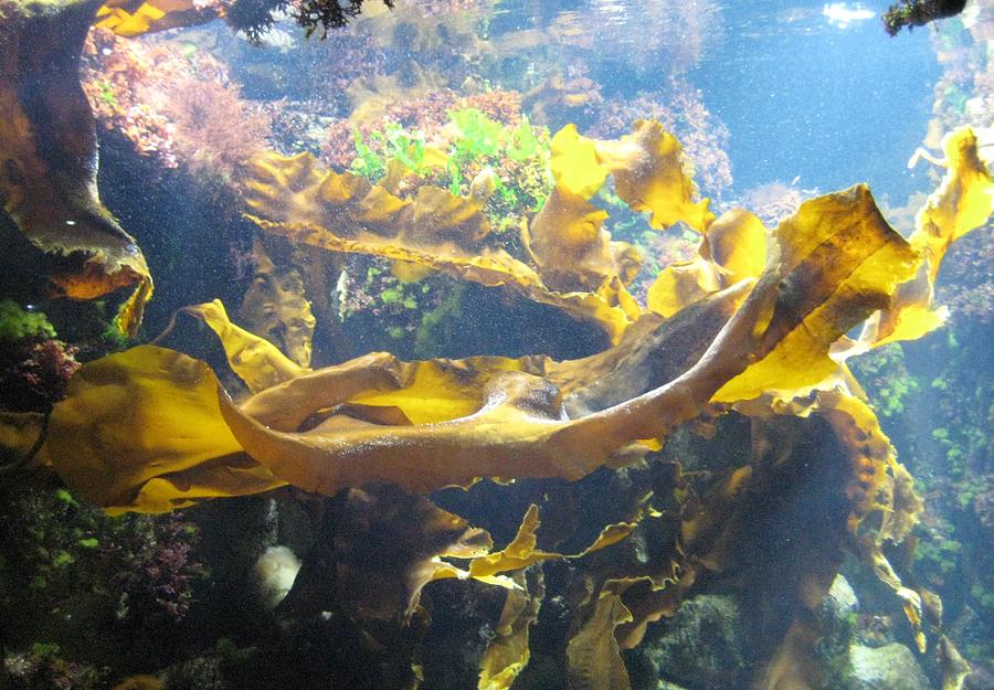 Yellow Kelp Photograph by Melissa McCrann