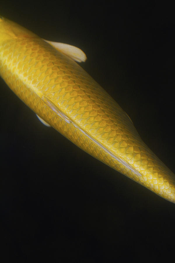 Yellow Koi Tail Down Vertical Photograph by Rebecca Cozart