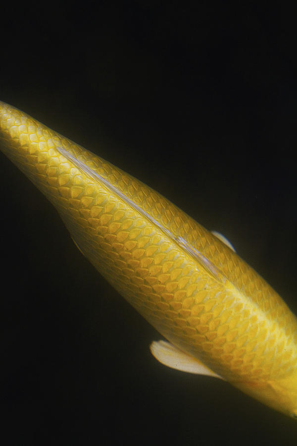 Koi Photograph - Yellow Koi Tail Up Vertical by Rebecca Cozart