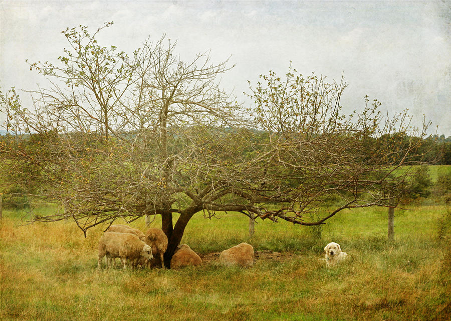 Yellow Lab and Sheep Under Apple Trees Photograph by Brooke T Ryan