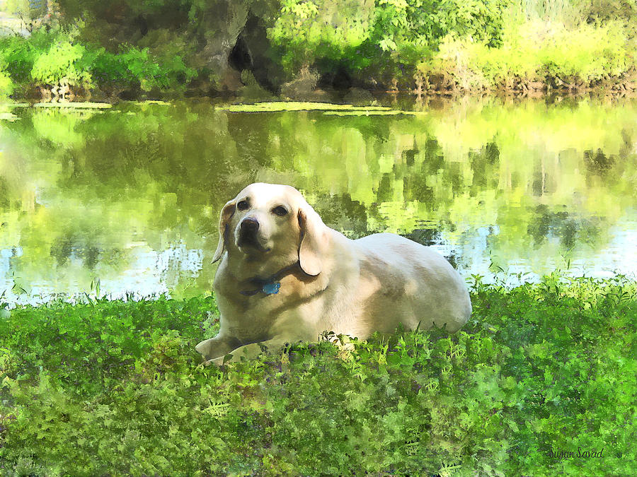 Dog Photograph - Yellow Lab by Lake by Susan Savad