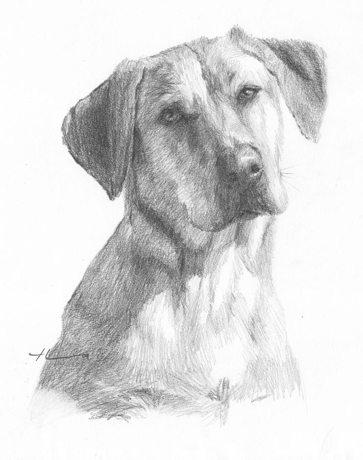 Yellow Lab Dog Pencil Portrait Drawing by Mike Theuer