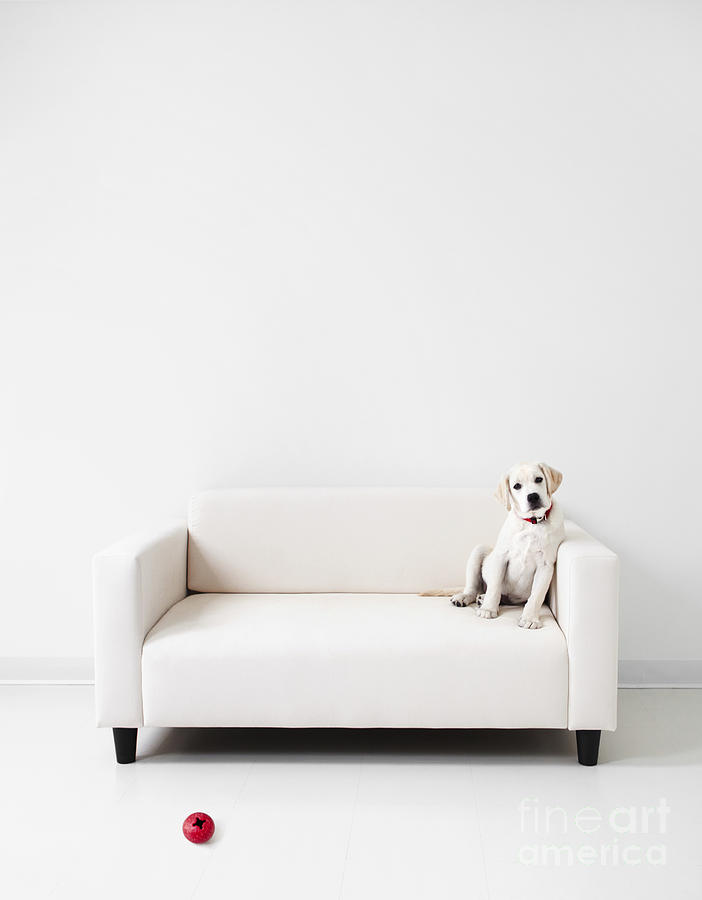 Dog Photograph - Yellow lab in a white room by Diane Diederich
