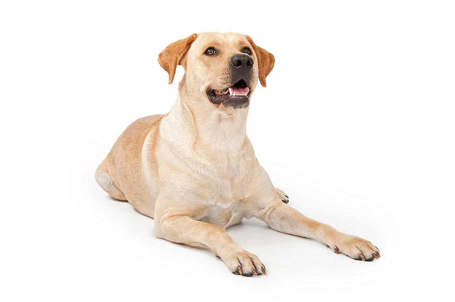 Yellow Lab Laying Down Photograph by Good Focused - Fine Art America