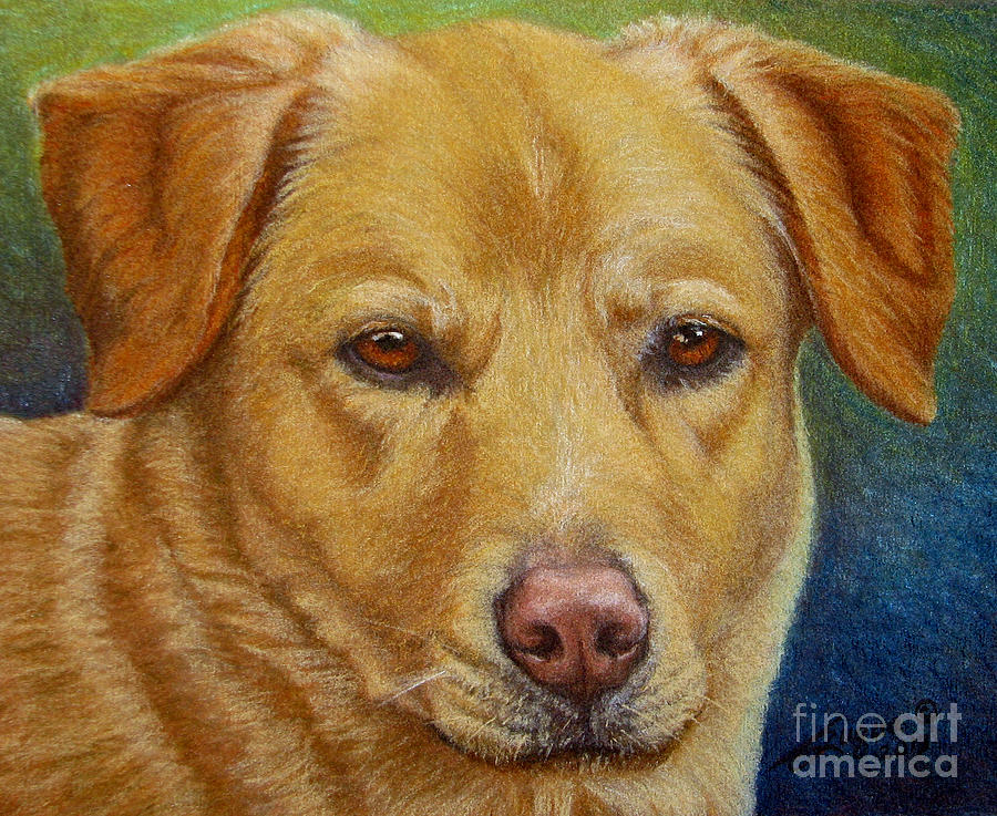 Yellow Lab - Pastel by Beverly Fuqua Yellow Lab - Pastel by Beverly Fuqua