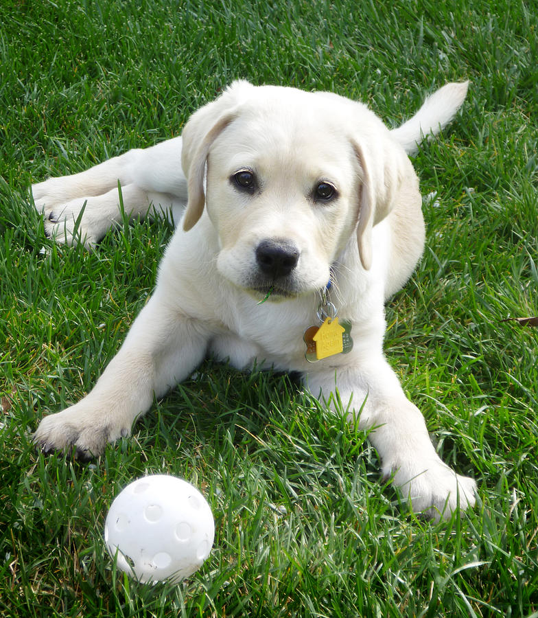 yellow lab puppy got a ball irina sztukowski