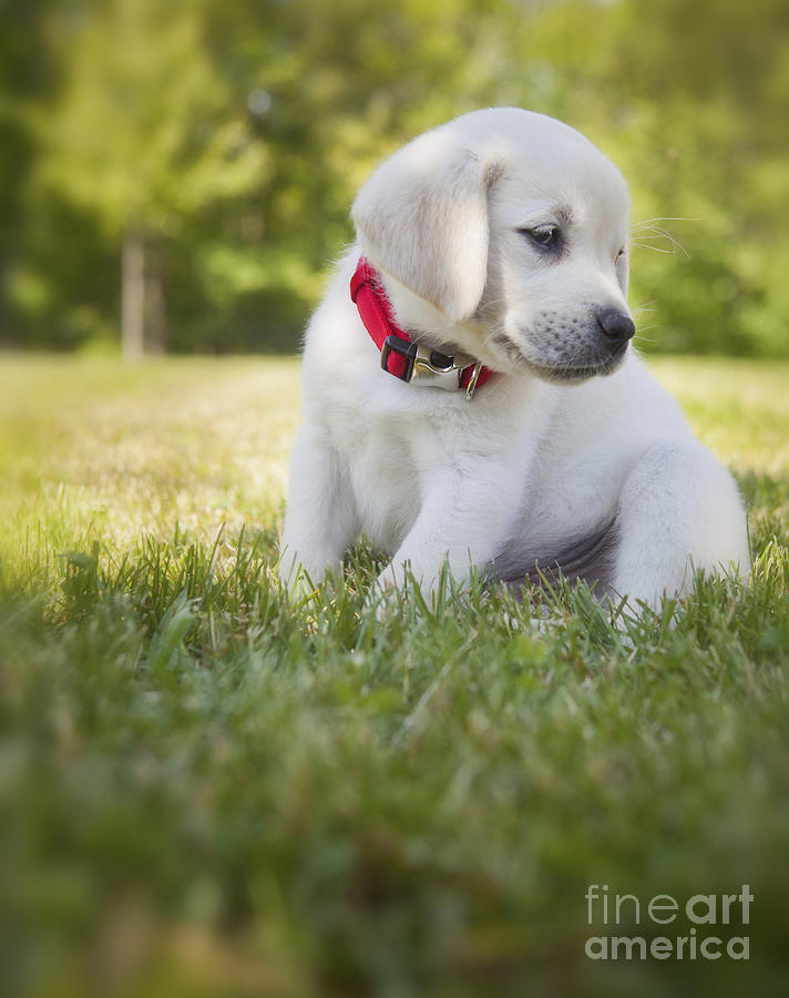 Summer Photograph - Yellow lab puppy in the grass by Diane Diederich