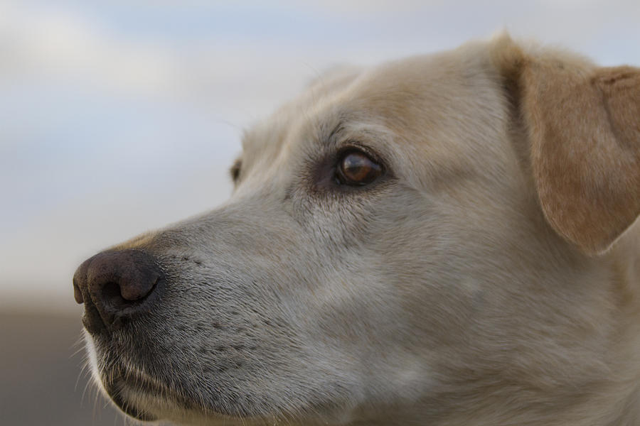 Yellow Lab Watching Photograph by Jean Noren