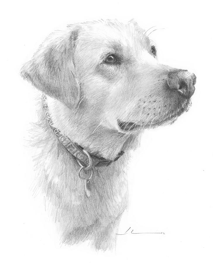 Yellow Labrador Pencil Portrait Drawing by Mike Theuer Pixels