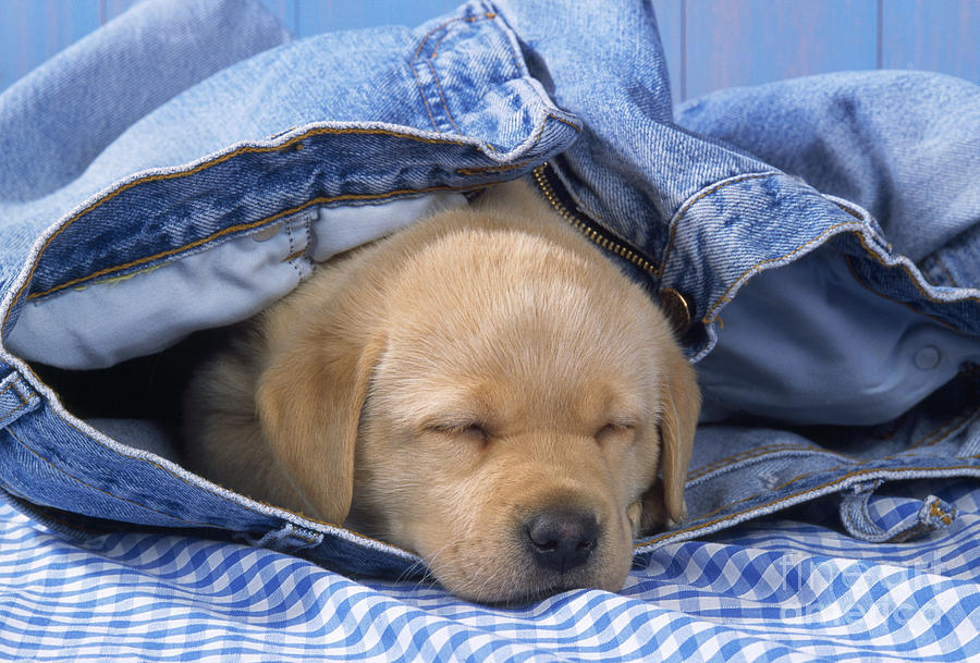 puppy jeans