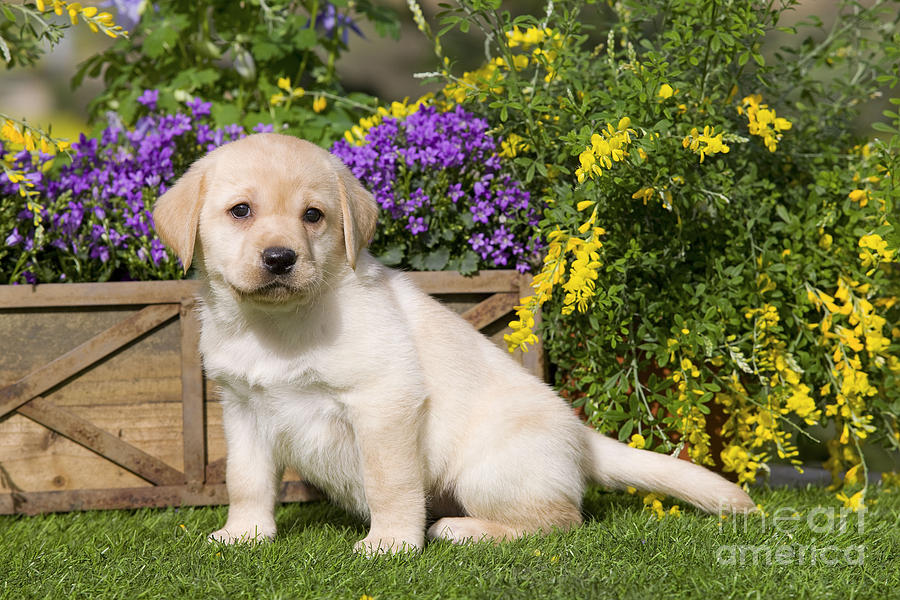 Yellow Labrador Puppy Photograph by Jean-Michel Labat